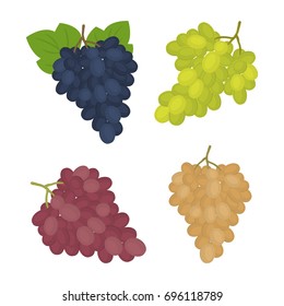 Grapes isolated on a white background. There are bunches of blue, green, pink and white grapes in the picture. Vector illustration.