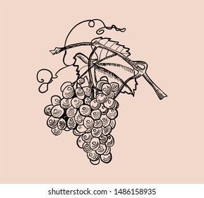 Grapes with a leaf. Hand drawn. Vector drawing.
