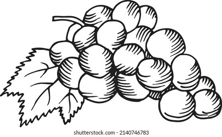 Uvas con hoja. Rama de bayas de vino dibujadas a mano