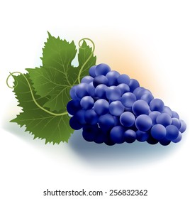 grapes and leaves 