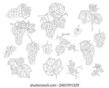 Grapes, leaves and beans hand-draw sketches. Vector illustrations. Collection of isolated outline objects on a white editable background.