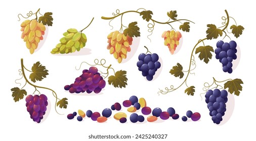Grapes with leaves. Cartoon bunch of purple ripe red green yellow sweet fruit, bunch of fresh natural vineyard berries. Vector isolated set of food grape, fruit and leaf illustration