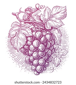 Grapes with leaves. Grapevine branch with berries. Vine, sketch vector illustration