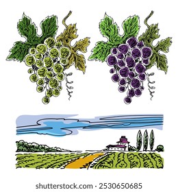 Grapes with leaves, hand drawn style graphic engraving, vector illustration, vineyard landscape for label