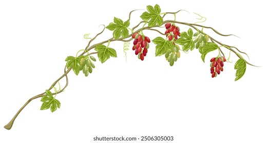 Grapes with leaves on stem. Branch with natural green and red vineyard berries. Grape vine with leaves, grapes and tendrils. Ripe grape cluster. Vector handdrawn grapevine isolated on white background