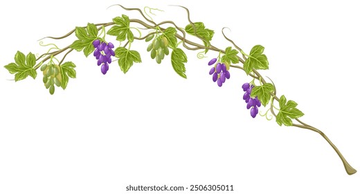 Grapes with leaves on stem. Branch with natural vineyard berries. Grape vine. Purple and green ripe grape cluster. Vector hand drawn grapevine isolated on white background. 