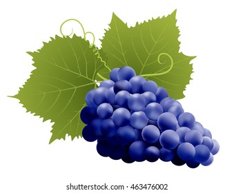 grapes with leaves on white. vector illustration