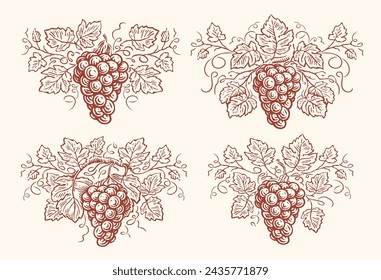 Grapes with leaves set. Grapevine vintage engraving. Wine, winery concept vector illustration