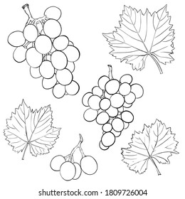 Uvas y hojas. Conjunto de elementos pintados a mano en blanco y negro. Aislado en un fondo blanco.Esbozo. Esquema de dibujo de bayas. Ilustración vectorial simple. Doodle