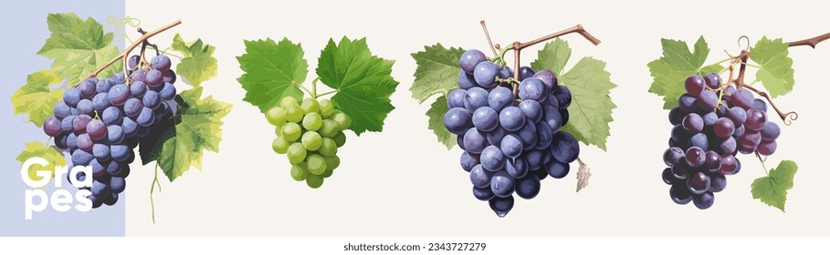 Grapes in leaves. A set of vector illustrations. Vectorized gouache illustrations. Collection of isolates for labels, prints, banners.