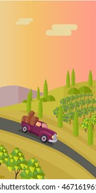 Grapes leaves in a sunny vineyard. Rural landscape with vineyard and grapes bunches. Car with wooden barrels on road. Landscape with rolling hills and valleys. Beautiful rows of grapes.