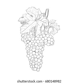 Grapes monochrome sketch. Hand drawn grape bunches.Grapes engraving vector illustration. Ink line draw vector. Drawing engraving illustration