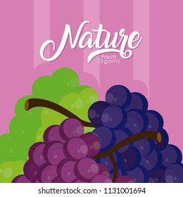 Grapes nature fruit