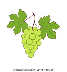 Grapes on branch with green berries and leaves on white background.