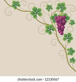  grapes on the vine