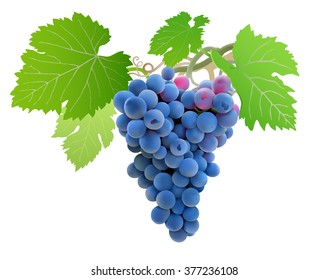 Grapes on vine.
Hand drawn vector illustration of a big bunch of grapes hanging on vine. Detailed realistic image on white background.