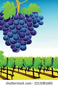 grapes on the vine in nature