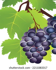 grapes on the vine in nature
