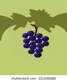 grapes on the vine in nature