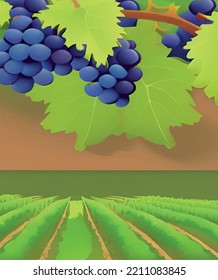 grapes on the vine in nature