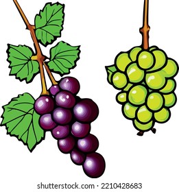 Uvas con un fondo blanco. 