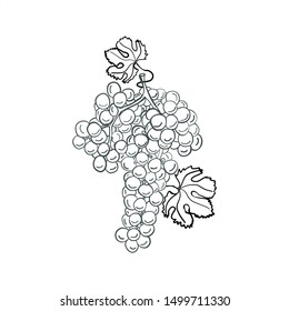 Grapes on a white background, isolated, hand-drawn. Coloring book for children and adults.