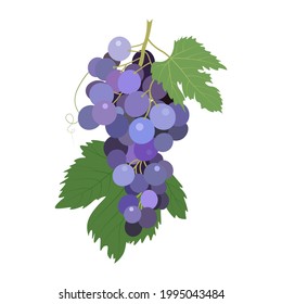 Grapes on a white background. Isolated object. Vector illustration