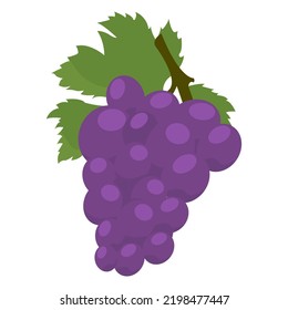 Grapes on a white background isolated. Vector illustration