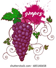 grapes on a white background , isolated , hand drawing ,vector illustration