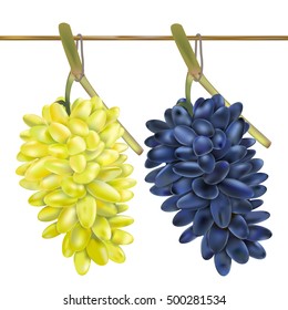 Grapes on a white background. Storage grapes. Vector
