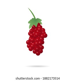 grapes on white background. vector illustration
