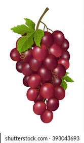 Grapes on white background. Vector