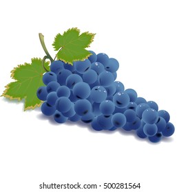 Grapes on a white background.  Vector
