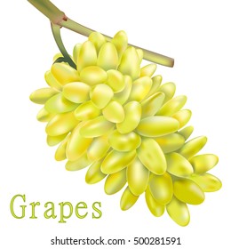 Grapes on a white background. Vector
