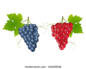 grapes on white background,drawing by illustration