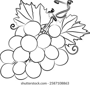 grapes outline, grapes black and white, intended for coloring books