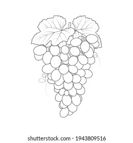 Grapes outline coloring page for kids, vector art illustration