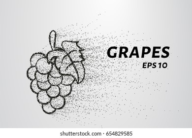 The grapes of particles. Grapes consists of small circles and dots. Vector illustration.