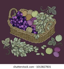 Grapes and peaches in basket. Cartoon vector hand drawn abstract illustration