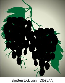 grapes in plant	