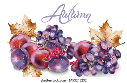 Grapes and plums vector watercolor. Autumn fall harvest background