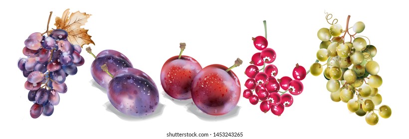 Grapes and plums vector watercolor. Autumn fall harvest set