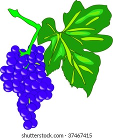 Grapes are purple with leaves are big