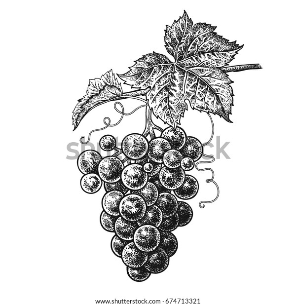 ブドウ リアルなベクターイラスト植物 ベリーを描く手 白い背景に果物 葉 枝 健康や美しさのための装飾品 白黒 のビンテージ彫刻 のベクター画像素材 ロイヤリティフリー