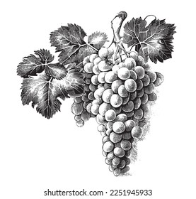 Grapes in retro style hand drawn engraving sketch Vector illustratio