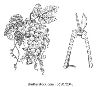 grapes and scissors for Wine , cutter, hand drawn engraved old looking vintage illustration in scratchboard style