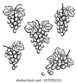 Grapes set. Collection icons grapes. Vector