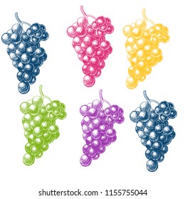 grapes set of color vector illustration, engraving, hand drawing