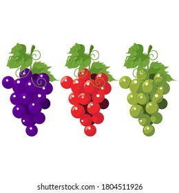 Grapes, A set of different flowers and grape varieties -purple,red and green, Grapes on a bunch with leaves isolate on a white background