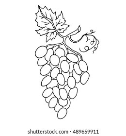 Grapes set fruit vector Illustration. Object isolated on white background. Doodle style. Cloth design, wallpaper, wrapping, menu, restaurant, cafe, kitchen,textile,paper,card,invitations,holiday.Eps10